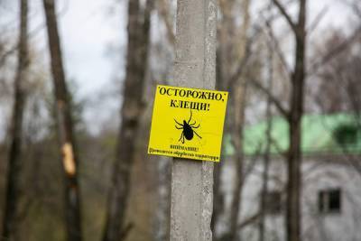 В Свердловской области в этом году резко выросло число пострадавших от клещей