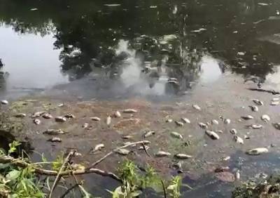 Последствия гибели рыбы в реке Пре в Рязанской области сняли на видео