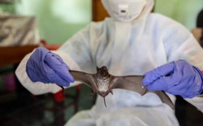 Смертность 75%: в Индии у летучих мышей обнаружили признаки нового вируса