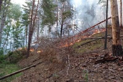10 лесных пожаров произошло в регионе за неделю