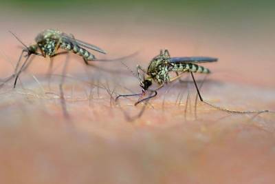 Эксперты рассказали о комарином засилье в Петербурге