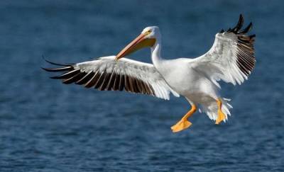 В тюменском заказнике обнаружили 20 мертвых пеликанов