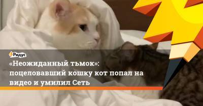 «Неожиданный тьмок»: поцеловавший кошку кот попал на видео и умилил Сеть