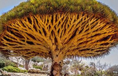 Растение, которое "кровоточит": факты и легенды о загадочном драконовом дереве