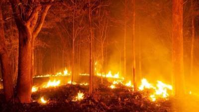 Пожар в нацпарке «Бикин» угрожает амурским тиграм