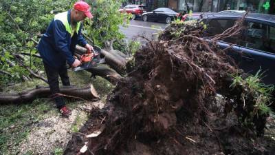 В Москве ветер повалил 30 деревьев