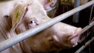Вспышку африканской чумы свиней выявили в Воронежской области