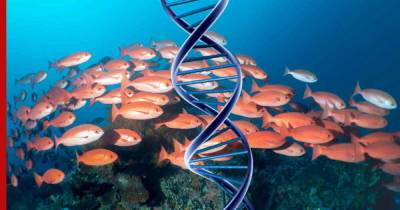 Определять возраст исчезающих видов рыб с помощью ДНК смогут ученые