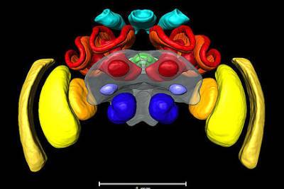 Опубликована первая трехмерная карта мозга шмелей