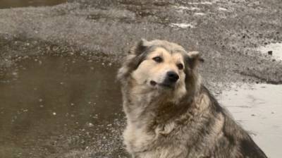 В Пензе жители частного сектора пожаловались на бродячих собак - penzainform.ru - Пенза