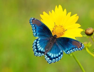 Бабочки: чем питаются эти милые создания?