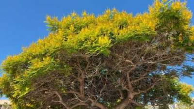 В Израиле расцвело необычное дерево под названием "мятый щит"