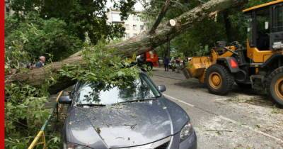Что делать, если на машину упало дерево: советы автоюриста