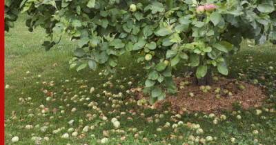 Яблоки опадают незрелыми: в чем причина и как с этим бороться