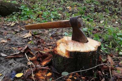 Лихие дровосеки нарубили в Бурятии леса на 11,7 млн рублей