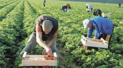 В Польше возник дефицит сезонных рабочих, фермеры ждут украинских заробитчан