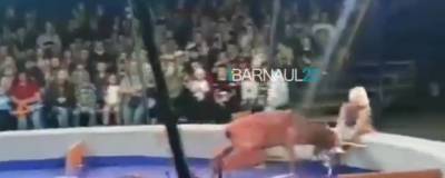 В цирке Барнаула олень напал на дрессировщицу