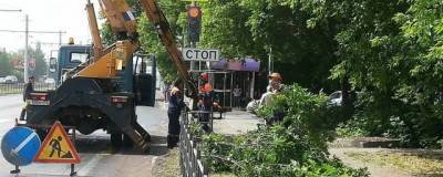 Оксана Фадина - В центре Омска для строительства дороги планируют вырубить 35 деревьев - runews24.ru - Омск