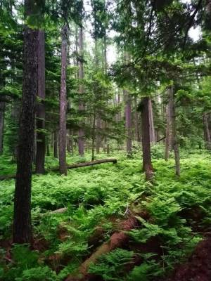 В Сахалинской области восстановят свыше 3 тысяч гектаров леса