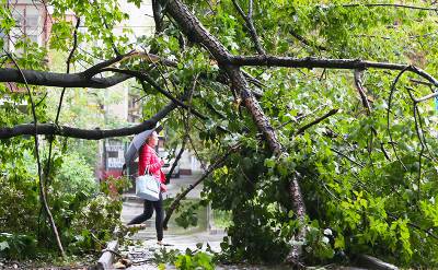Буря повалила в Москве 170 деревьев