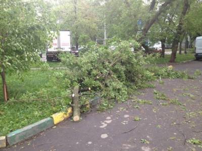 В Москве повалены около 200 деревьев, повреждены 45 автомобилей
