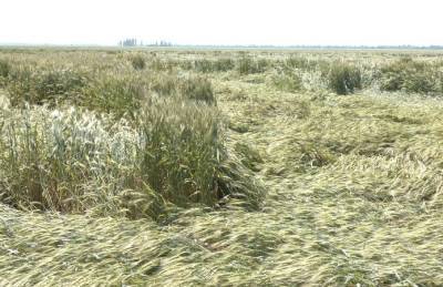 Дожди повредили около 7 тыс. га зерновых в Запорожской области