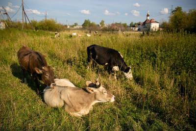 Уральские фермеры: из-за жары, засухи и перегрева коров могут вырасти цены на молоко