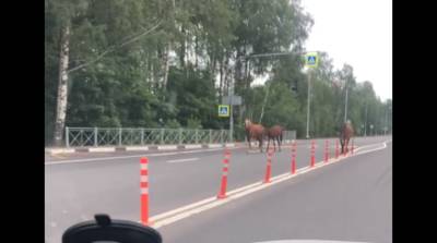 В Сертолово три лошади бродили прямо по дороге