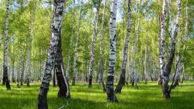 Как депутаты Госдумы намерены сохранить лес новыми законопроектами?