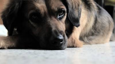 Ростовчанке грозит лишение водительских прав за сбитую в Крыму собаку