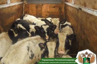 Брянские инспекторы вернули в Белоруссию 99 коров и лошадей