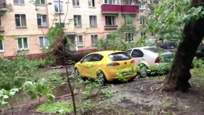 В Подмосковье упавшие из-за сильного ветра деревья повредили 20 машин