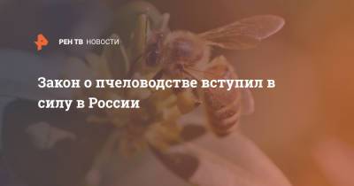 Закон о пчеловодстве вступил в силу в России - ren.tv - Россия