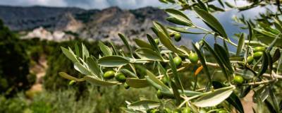 Узбекистан планирует стать оливковым гигантом
