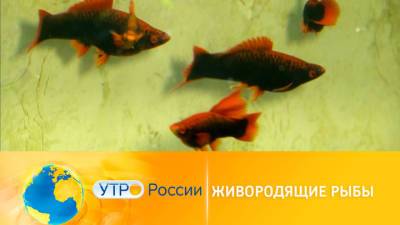 Утро России. Живородящие рыбы