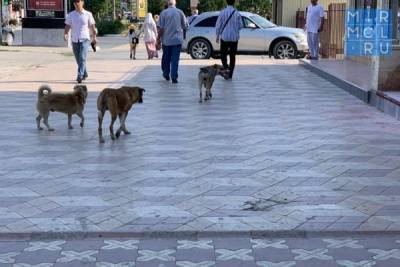 Насколько проблема бродячих животных актуальная в Дагестане?