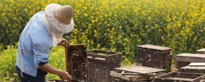 В России 29 июня вступил в силу закон о пчеловодстве