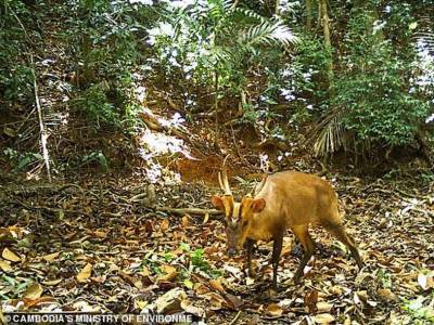 Редкий олень был снят автоматическими камерами в национальном парке Камбоджи - polit.ru - Камбоджа - Лаос - Vietnam