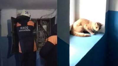 "Шипела и царапалась": спасатели вызволили из электрощитка кошку-сибирячку