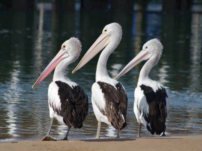 В Белоозерском заказнике массово погибли пеликаны