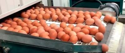 В Украине рекордно упало производство яиц: чем это грозит