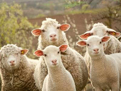 На южноуральца завели дело за попытку дать взятку полицейским овцами