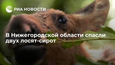 В Нижегородской области спасли двух лосят-сирот, им дали клички Малинка и Кузнечик