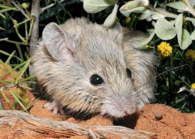 Знаменитая австралийская реликтовая мишь оказалась жива