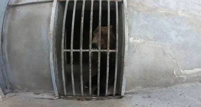 Жизнь в клетке и за ее пределами: экологи Армении спасли медведя в Армавире