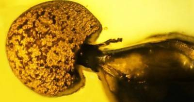 Ученые обнаружили необычные паразитические грибы у ископаемого муравья, которому 50 миллионов лет (фото)