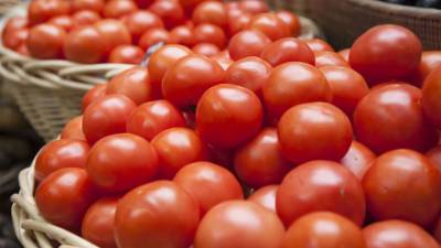 Как правильно ухаживать за помидорами в июле?