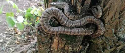В РЛП «Клебан-Бык» показали обитающую в парке змею: может вырасти до 2-х метров (фото)