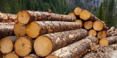 В России появится единая система учета леса