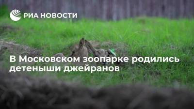 В Московском зоопарке родились детеныши джейранов